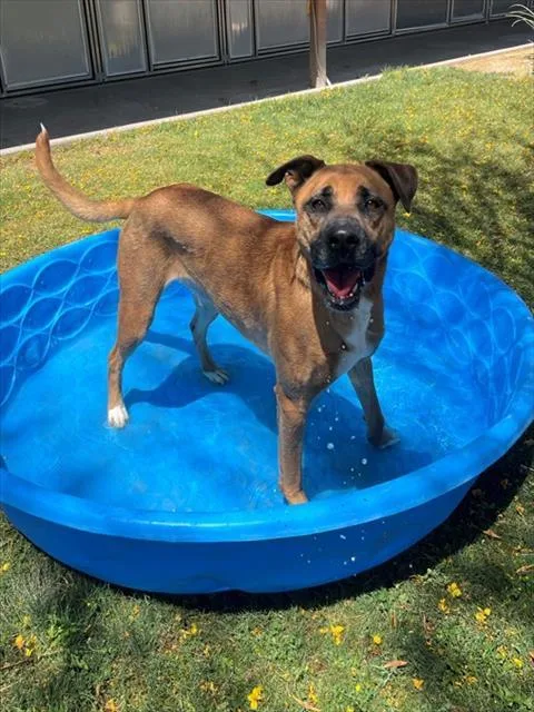 A young large-sized female Shepherd dog named Betty for adoption in Thousand Palms, CA