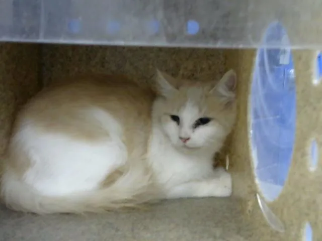 A young medium-sized male Domestic Short Hair cat named James for adoption in Albuquerque, NM
