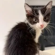 A baby small-sized male Domestic Short Hair cat named Walter for adoption in Wheaton, IL