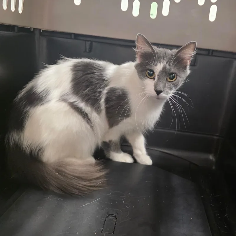 An adult medium-sized female Gray / Blue / Silver Domestic Short Hair cat named Stormy for adoption in Chattanooga, TN