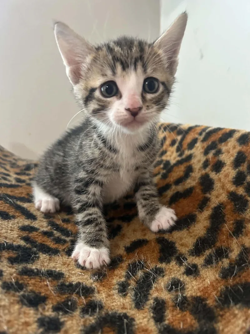 A baby medium-sized male Domestic Short Hair cat named Ernie for adoption in White Bluff, TN