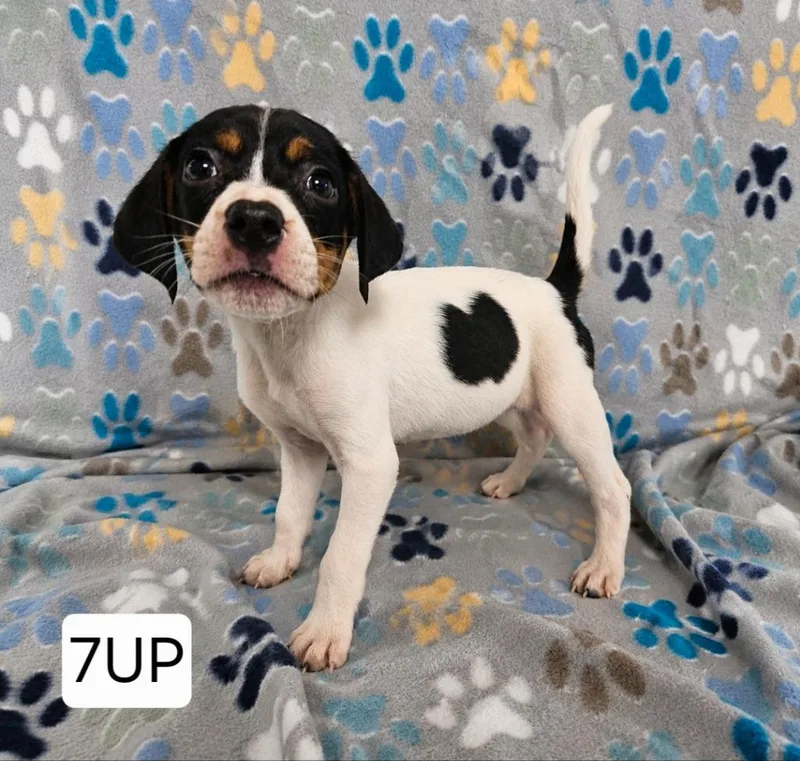 A baby medium-sized male English Coonhound dog named Up for adoption in Wabash, IN