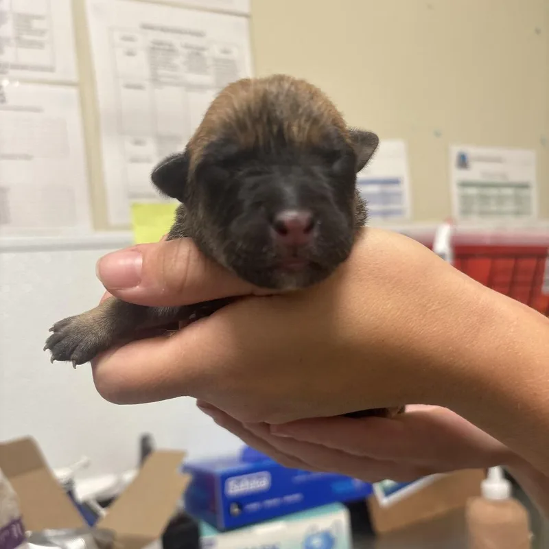 A baby medium-sized female Brown / Chocolate Mixed Breed dog named Kelly for adoption in Tulsa, OK