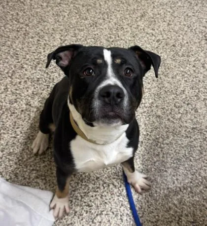 An adult large-sized male Pit Bull Terrier dog named Kevin for adoption in Westland, MI