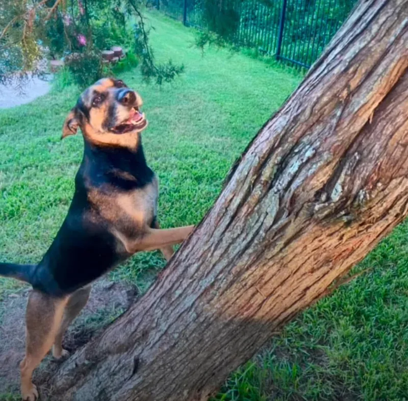 A senior medium-sized female Tricolor (Brown, Black, & White) German Shepherd Dog dog named Sophie Pc for adoption in Austin, TX