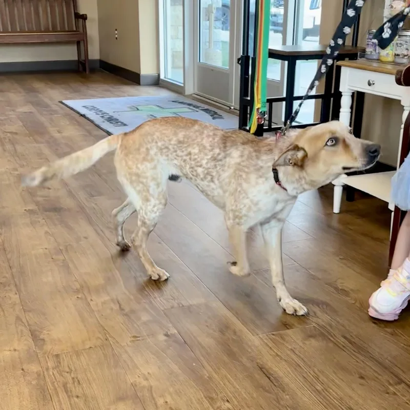 An adult medium-sized male Merle (Red) Australian Cattle Dog / Blue Heeler dog named Robin for adoption in Corpus Christi, TX