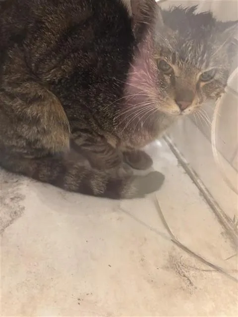 A young large-sized male Domestic Short Hair cat named Hank for adoption in Ontario, CA