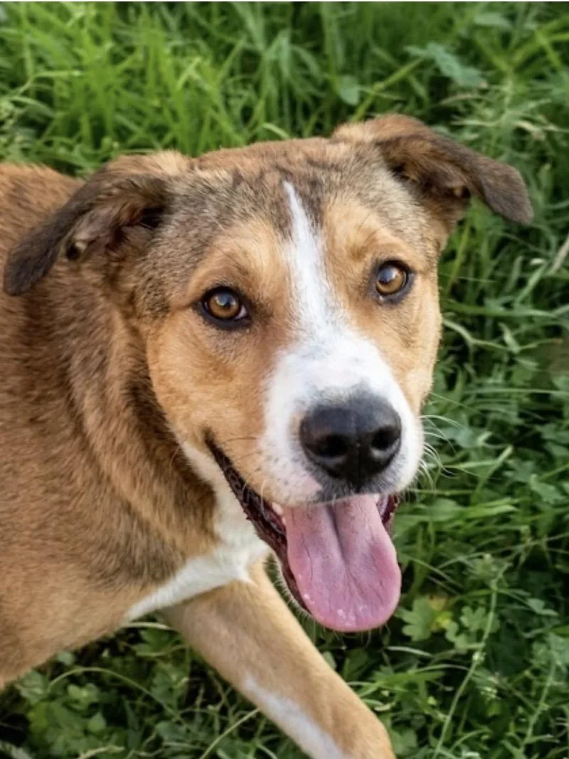 Miss Snuggles! The Softhearted thumbnail 3