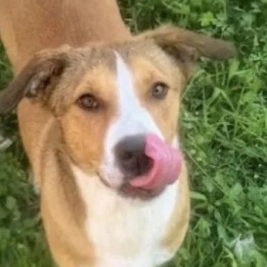 Miss Snuggles! The Softhearted thumbnail 4