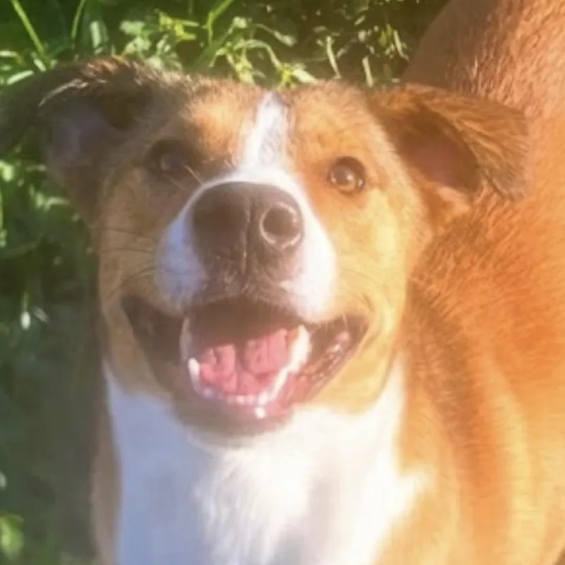 A young medium-sized female Golden Mixed Breed dog named Miss Snuggles! The Softhearted for adoption in Houston, TX