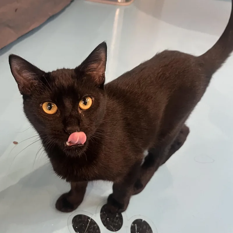 Michelangelo thumbnail 3