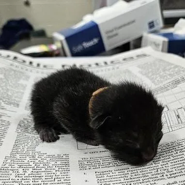 A baby small-sized female Black Domestic Short Hair cat named Baby Spice for adoption in Jacksonville, FL