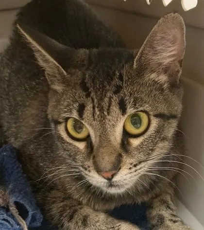 An adult medium-sized female Domestic Short Hair cat named Minerva for adoption in Eugene, OR