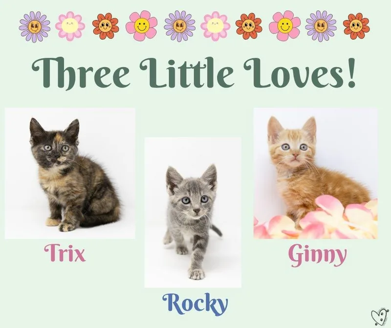 Ginny thumbnail 6