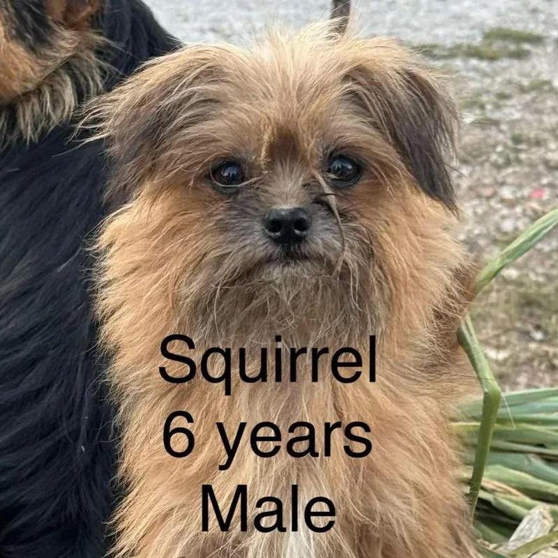 An adult small-sized male Yellow / Tan / Blond / Fawn Mixed Breed dog named Squirrel for adoption in West Plains, MO