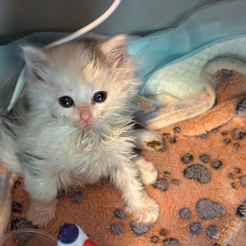 A baby small-sized female White Domestic Long Hair cat named Olive Oyl for adoption in Galax, VA