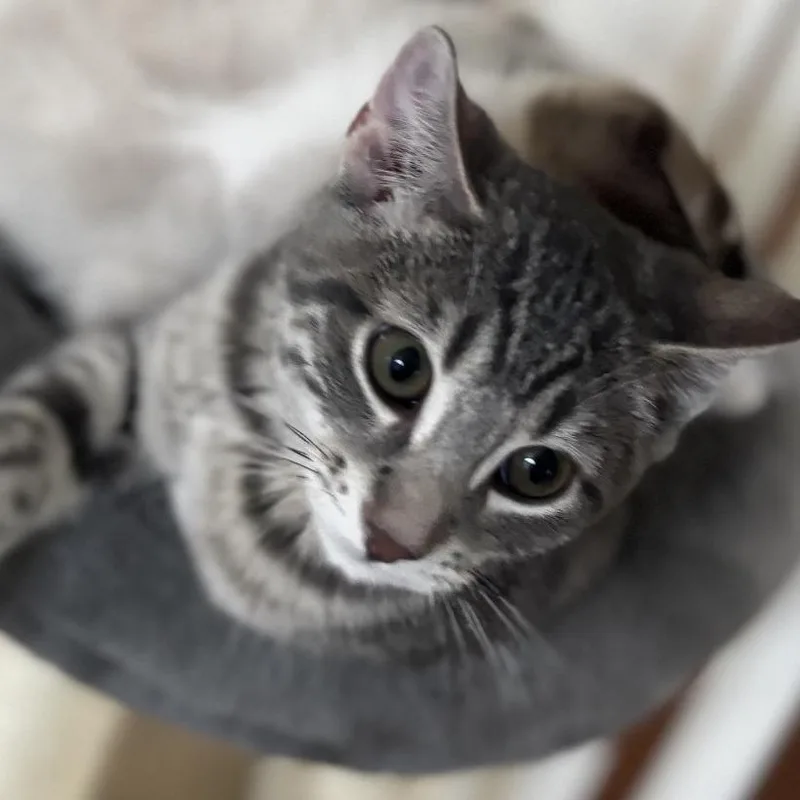 A young small-sized male Black & White / Tuxedo Domestic Short Hair cat named Ash  Home to for adoption in South Elgin, IL