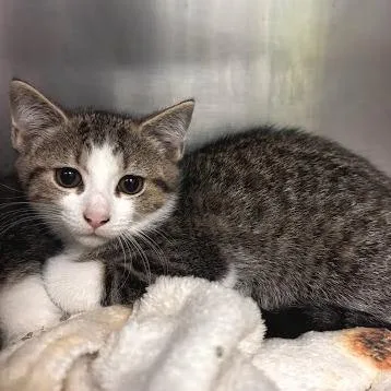 A baby small-sized male Gray / Blue / Silver Domestic Short Hair cat named Keegan for adoption in Belleville, IL