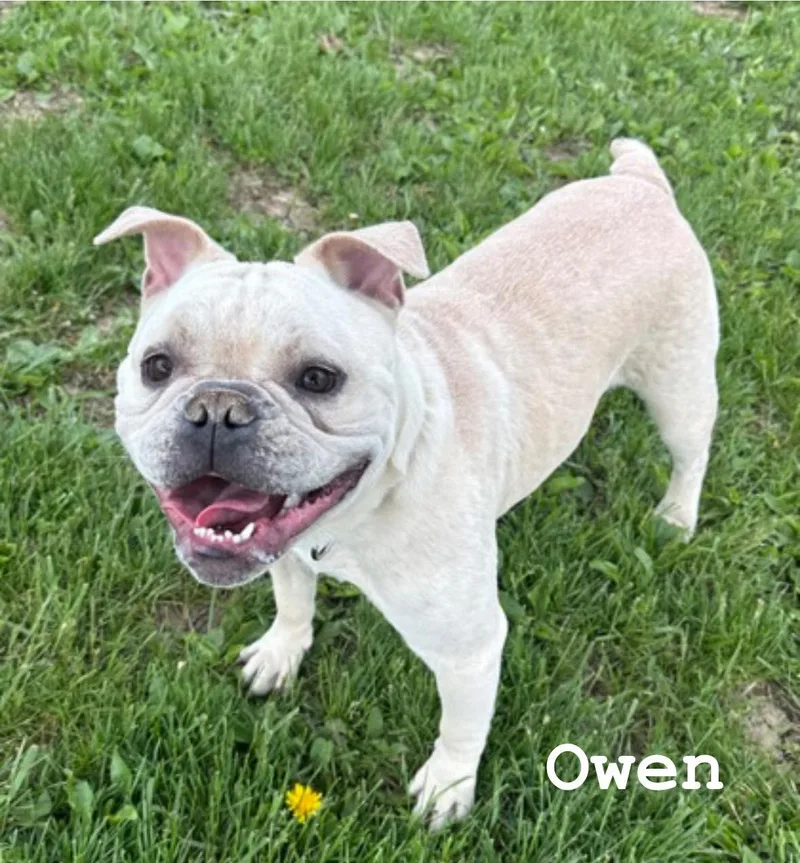 Owen thumbnail 2