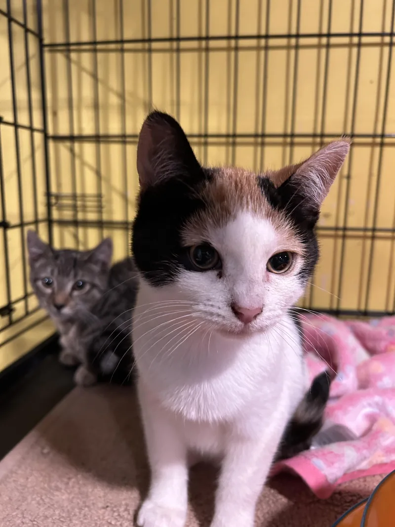 A baby small-sized female Domestic Short Hair cat named Pandora for adoption in Havertown, PA