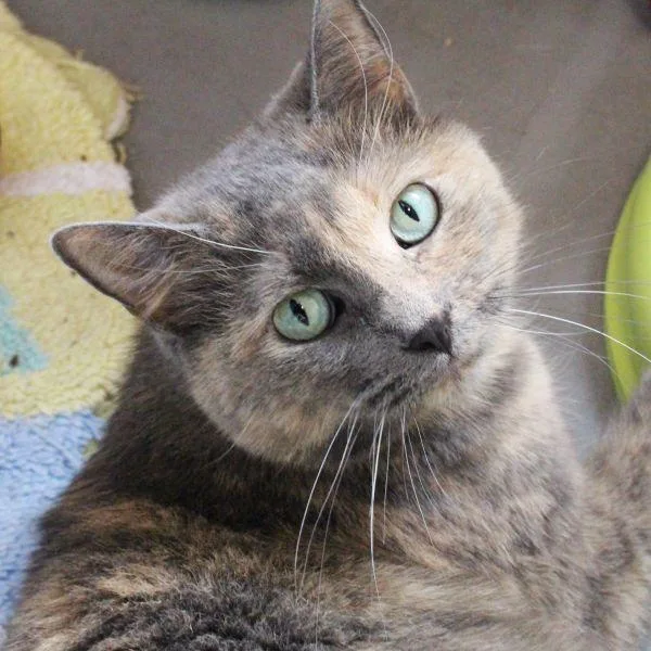 An adult medium-sized female Domestic Short Hair cat named Two Face  Bonded for adoption in Des Moines, IA