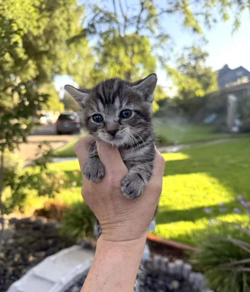 A baby small-sized male Black Domestic Short Hair cat named Sunshine for adoption in Van Nuys, CA