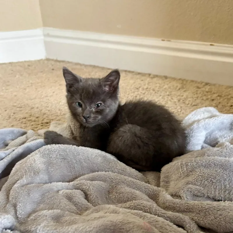 An adult small-sized male Gray / Blue / Silver Domestic Short Hair cat named Wren Estes for adoption in Eagle Mountain, UT