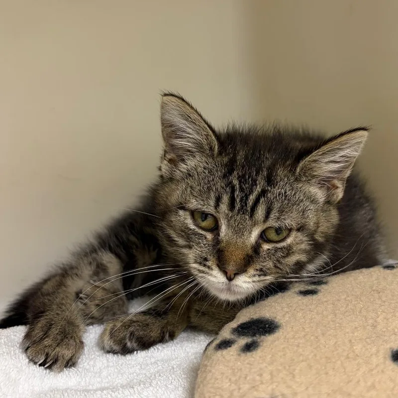 A baby small-sized female Brown / Chocolate Domestic Short Hair cat named Marcelina for adoption in Harrisonburg, VA
