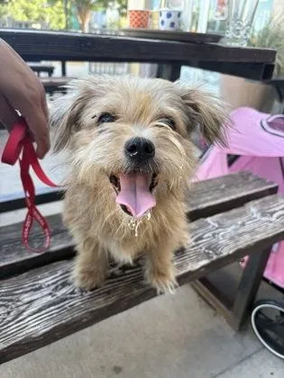 An adult small-sized male Red / Chestnut / Orange Brussels Griffon dog named Norway for adoption in Plano, TX