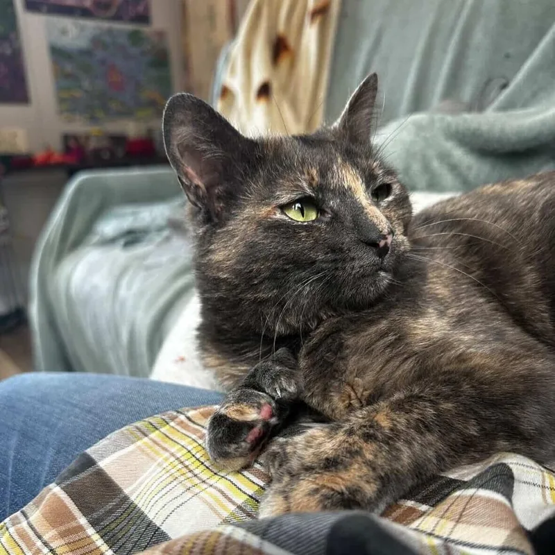An adult small-sized female Tortoiseshell Domestic Short Hair cat named Cheerwine for adoption in New York, NY