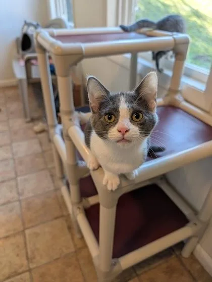 A baby small-sized female Domestic Short Hair cat named Meep for adoption in Bloomsburg, PA
