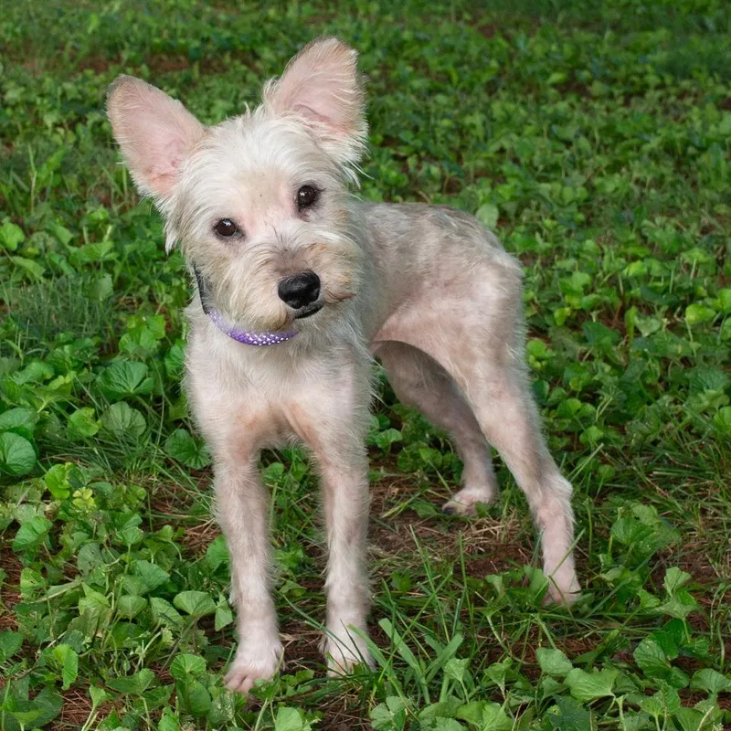 An adult small-sized male Terrier dog named Jimbo for adoption in Troy, OH