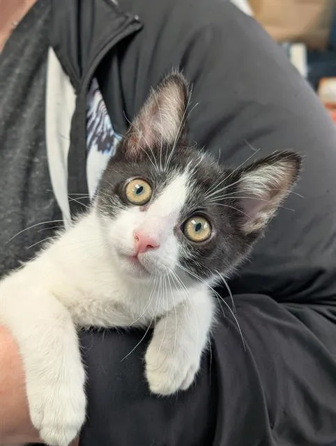 A baby small-sized male Domestic Short Hair cat named Oreo for adoption in Canfield, OH