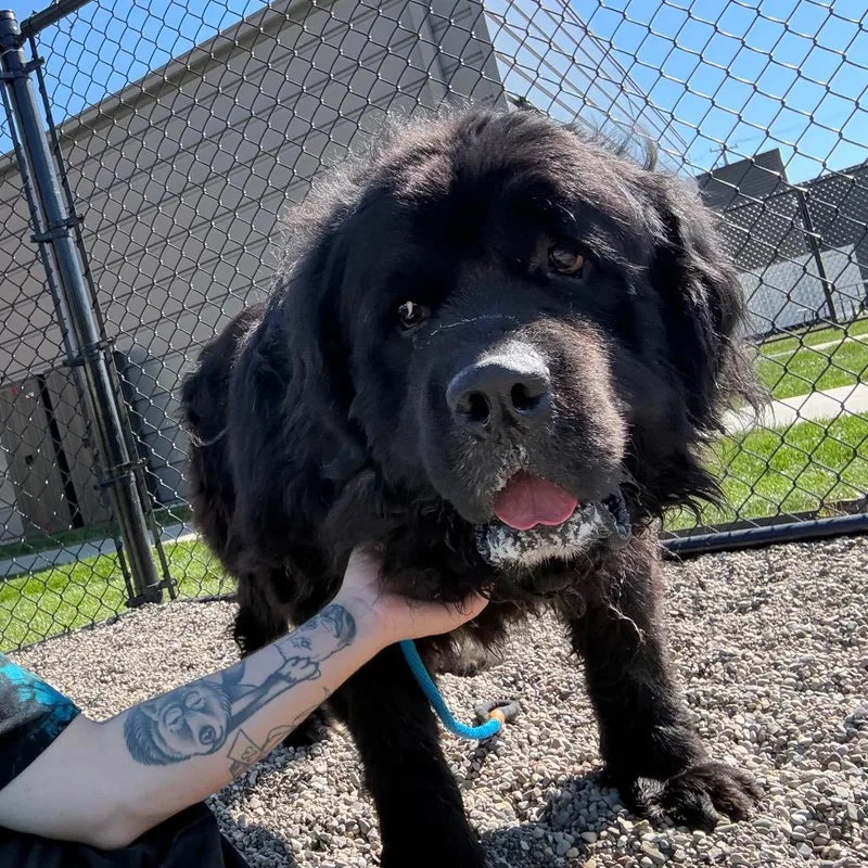 An adult extra large-sized male Black Newfoundland Dog dog named Mr. E for adoption in Fort Wayne, IN