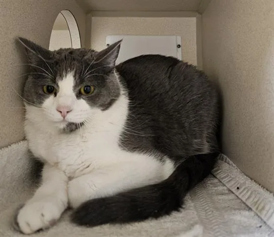 An adult medium-sized female Domestic Short Hair cat named Kity for adoption in Denver, CO