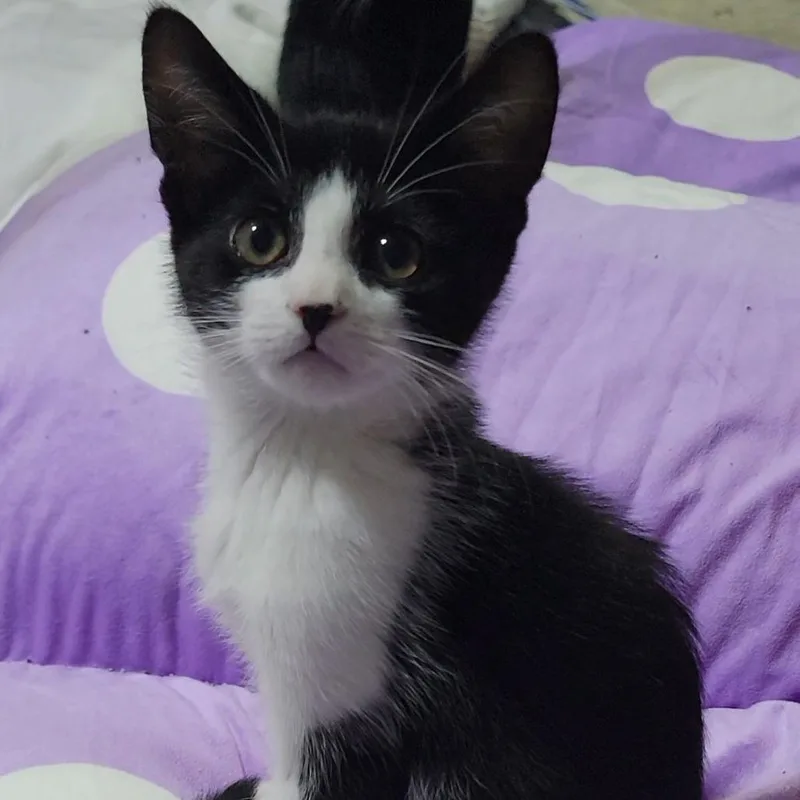 A baby small-sized male White Domestic Short Hair cat named Bowie for adoption in Marietta, GA