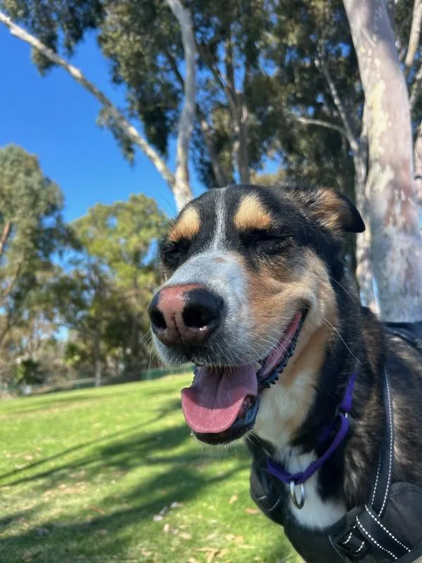An adult large-sized male Shepherd dog named Ryder for adoption in San Diego, CA