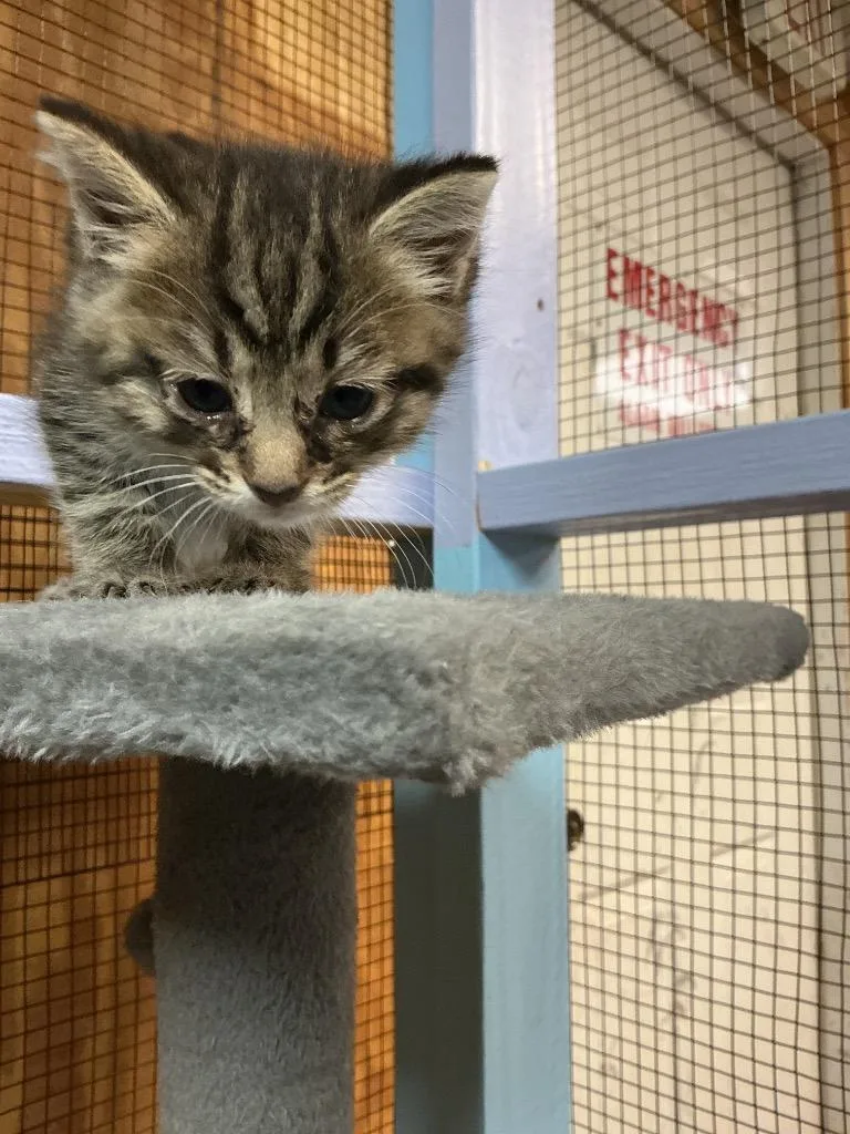 A baby small-sized male Abyssinian cat named Snickers for adoption in Dyersburg, TN