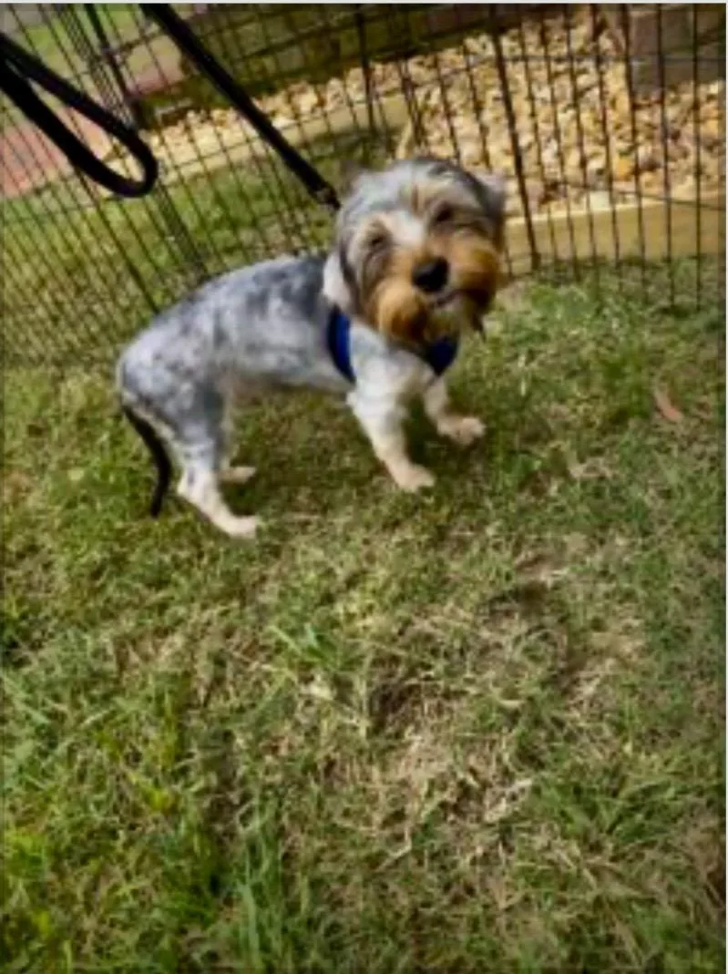 A baby small-sized male Yorkshire Terrier dog named Murphy for adoption in Norfolk, VA