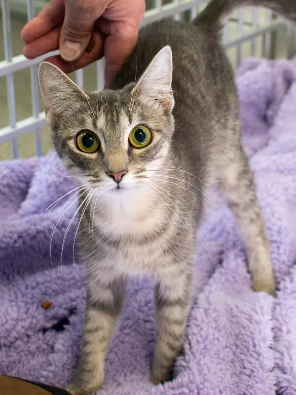A young medium-sized female Domestic Short Hair cat named Sweet Pea for adoption in Roanoke, VA