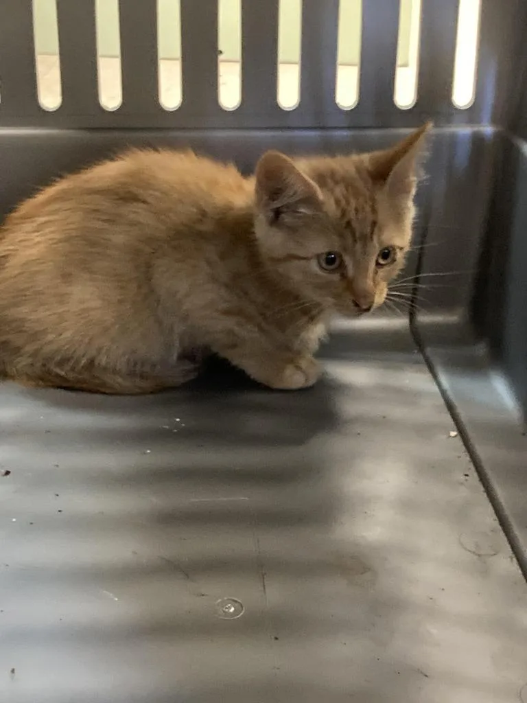 A baby medium-sized male Domestic Short Hair cat named Nemo for adoption in Burnsville, NC
