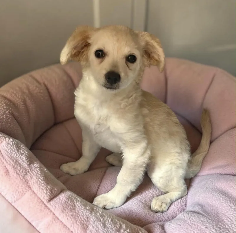 A baby small-sized female Apricot / Beige Maltipoo dog named Anna for adoption in Oceanside, CA