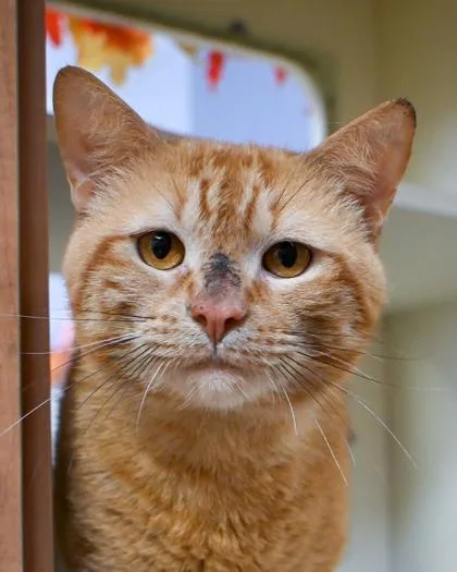 An adult large-sized male Domestic Short Hair cat named Ohio for adoption in Chamblee, GA