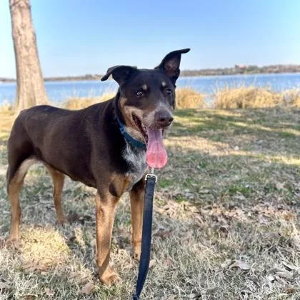 A senior medium-sized female Mixed Breed dog named Alexa for adoption in Dallas, TX