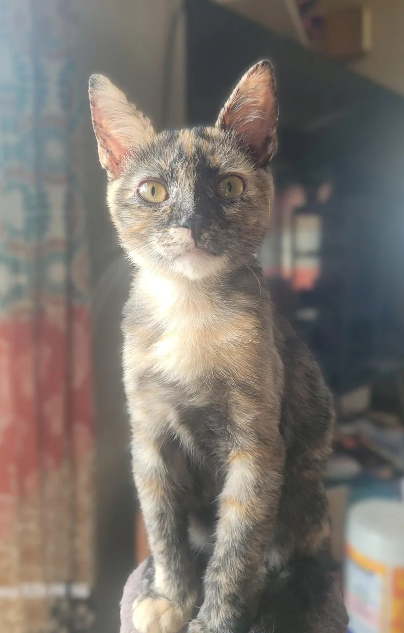 A baby medium-sized female Domestic Short Hair cat named Toriel for adoption in Wheaton, IL