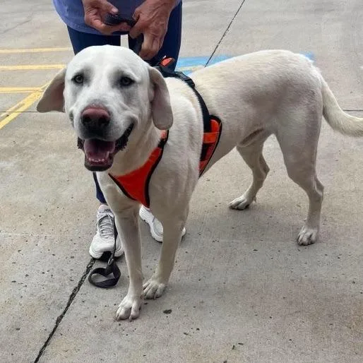 An adult large-sized male White / Cream Labrador Retriever dog named Champ for adoption in Buffalo, MN