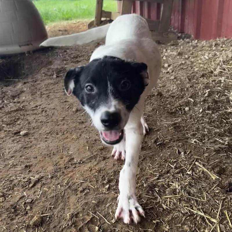 A baby medium-sized male White / Cream Australian Cattle Dog / Blue Heeler dog named Johnny for adoption in Deerfield, IL