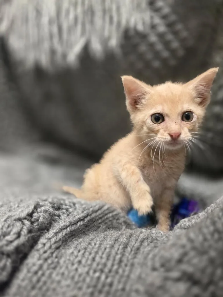 A baby medium-sized male Domestic Short Hair cat named Roswell for adoption in Portland, IN