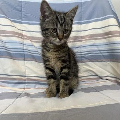A baby small-sized female Domestic Short Hair cat named Daphne for adoption in Janesville, WI