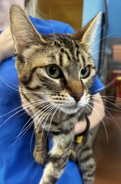 An adult medium-sized female Tabby (Brown / Chocolate) Domestic Short Hair cat named Wendy for adoption in Stanwood, WA